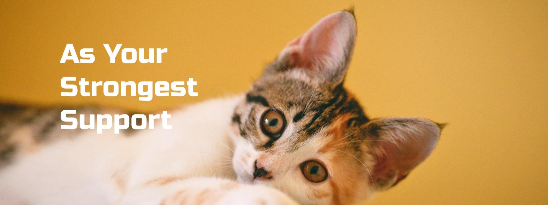 jakość Wyroby ze stali lekkiego rozmiaru Fabryka